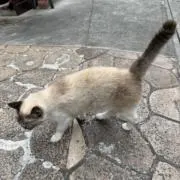 ロッドまんの画像