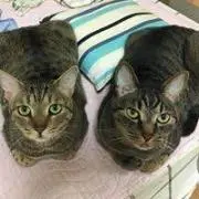 とりしょう