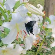 断捨離中@みっぽんの画像
