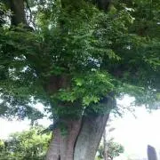 ＊りんご(断捨離中)＊の画像