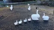 もこもこの画像