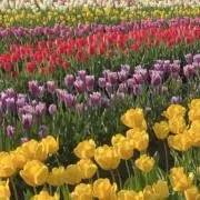 Flowerの画像