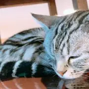 べんけいの画像
