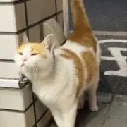 ひろきの画像