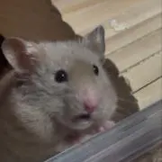あや