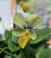 garden　花苗の購入お早めに、の画像