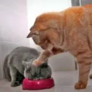 ★(*^^*)★