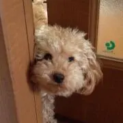 クウ