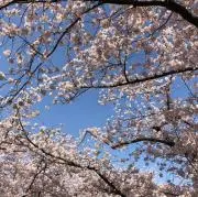 野崎