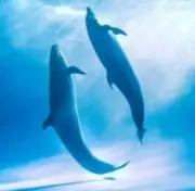 るかの画像