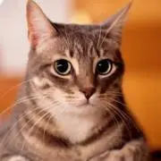 ねこの画像