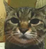 miruの画像