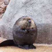 らっきー