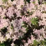 ふく