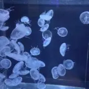 meteor streamの画像