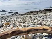 わさびまるの画像