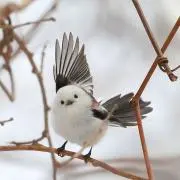 秋月の画像