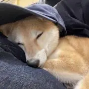 まるまるお