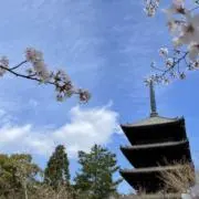 さばの画像