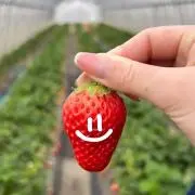 かえで