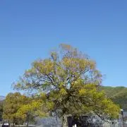 はなの画像