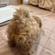 テテの画像