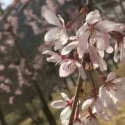 遊華の画像