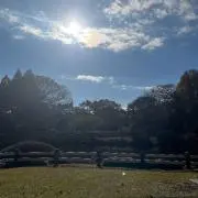くわずいも