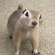 マル