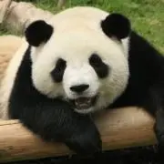 Amagawaの画像