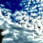 シャーボの画像