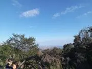 ハナミズキの画像