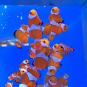 SHIMANO OCEA シマノ オシア トリックベイト 14個セット - メルカリ