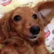 あやっこっこの画像