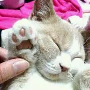 あんな