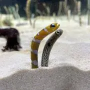 ブンブン