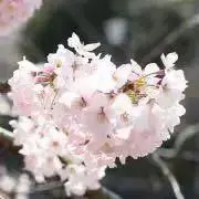 a_aの画像
