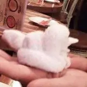 かー
