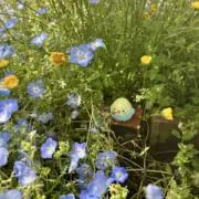 ポムポムちゃん⭐︎