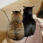 にんたくの画像