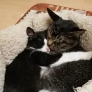 かりんとう