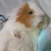 タピオカ