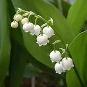 kurikabochaの画像