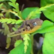 Rayの画像