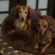 かーちゃんの画像