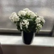Akiraの画像