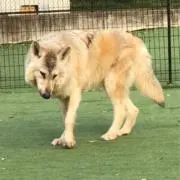 トシﾁｬﾝの画像