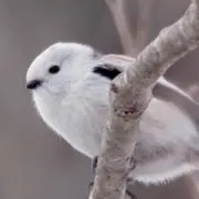 しろくまの画像