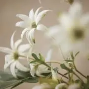 n ❁﻿の画像