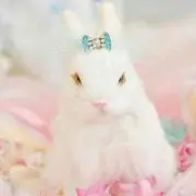ティアラリンの画像